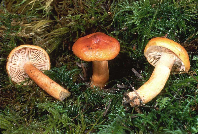 Lactarius luculentus var laetus